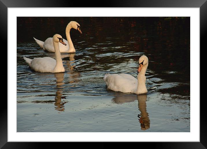 Swans Swimming Framed Mounted Print by Paul Brewer