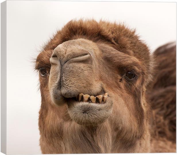 Camel - A Fine Set of Teeth Canvas Print by Philip Pound