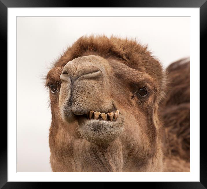 Camel - A Fine Set of Teeth Framed Mounted Print by Philip Pound