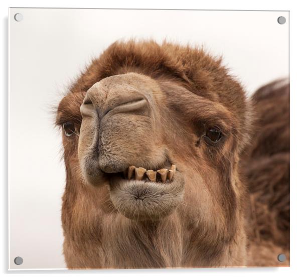 Camel - A Fine Set of Teeth Acrylic by Philip Pound