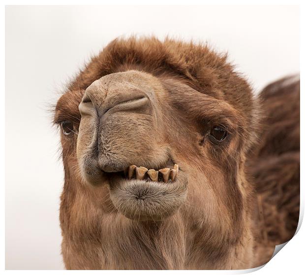Camel - A Fine Set of Teeth Print by Philip Pound