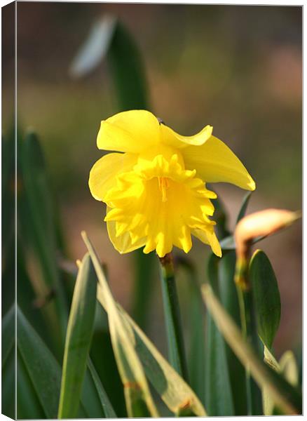 Lonely narcissus Canvas Print by Dianana 