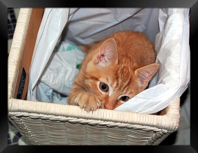 Cat in a Basket Framed Print by james balzano, jr.