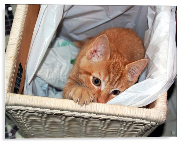 Cat in a Basket Acrylic by james balzano, jr.
