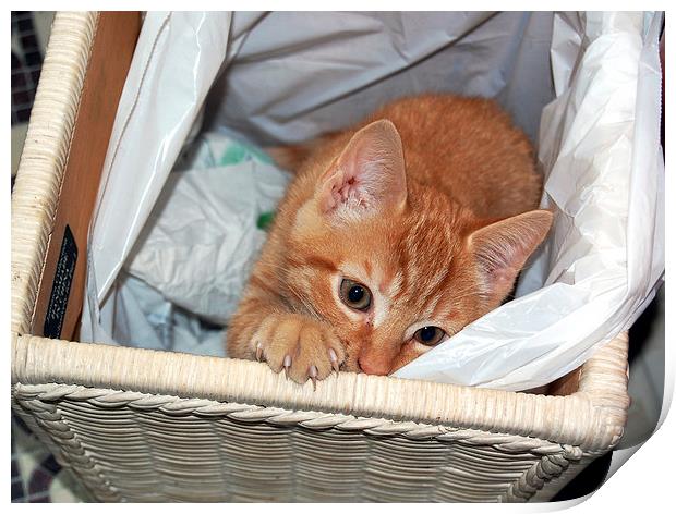 Cat in a Basket Print by james balzano, jr.