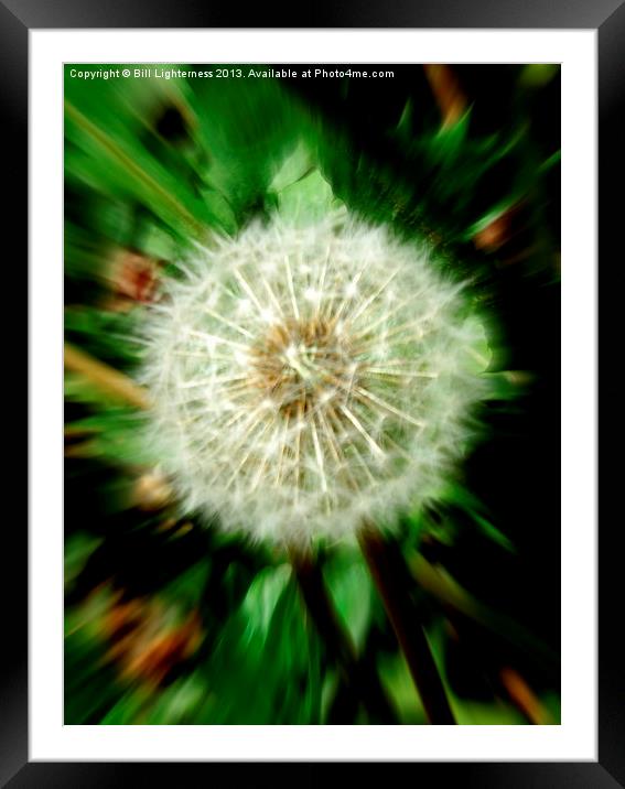 Dandelion the Weed ! Framed Mounted Print by Bill Lighterness