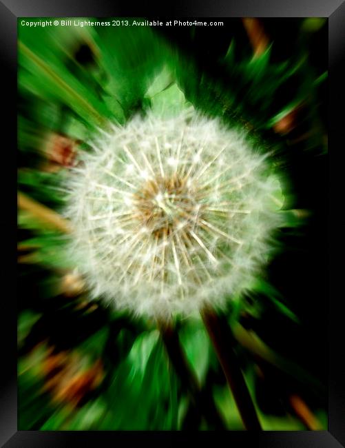 Dandelion the Weed ! Framed Print by Bill Lighterness