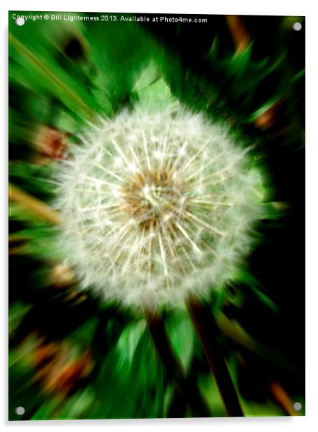 Dandelion the Weed ! Acrylic by Bill Lighterness