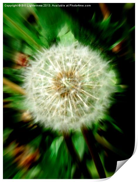 Dandelion the Weed ! Print by Bill Lighterness