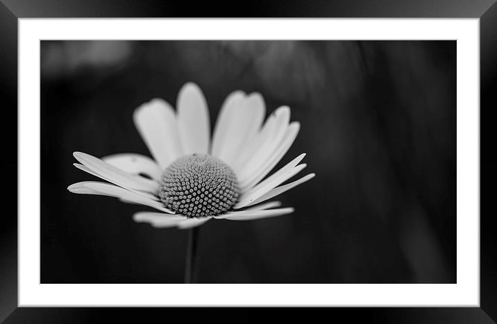 Daisy Framed Mounted Print by Malcolm Smith