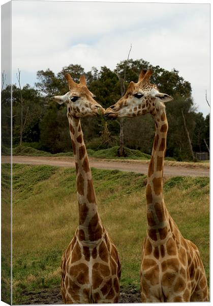 Kissing Giraffes Canvas Print by Graham Palmer