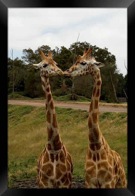 Kissing Giraffes Framed Print by Graham Palmer