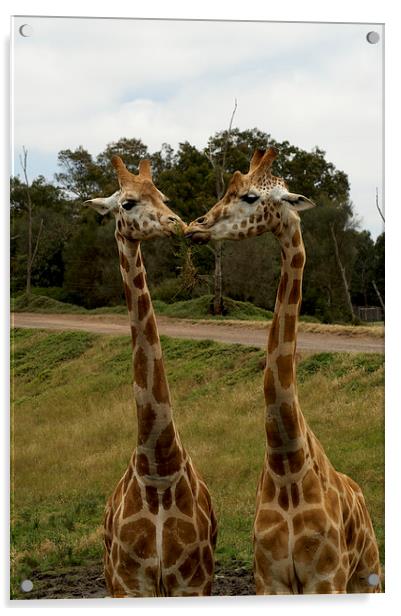 Kissing Giraffes Acrylic by Graham Palmer