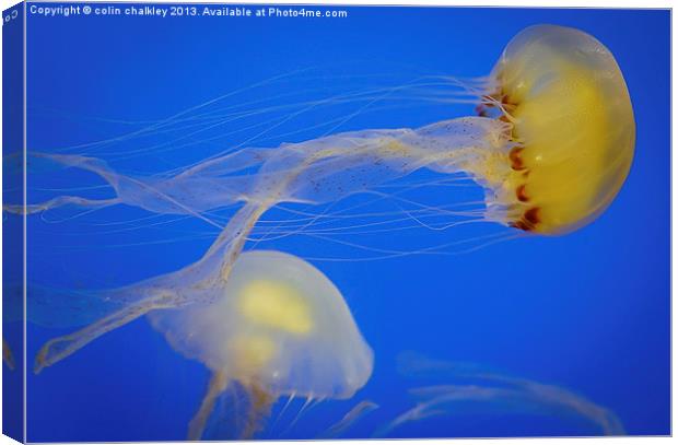 Ethereal Jellyfish Canvas Print by colin chalkley