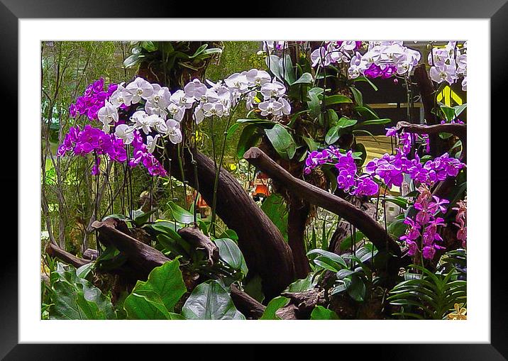 Orchid Display in Changi Airport Framed Mounted Print by colin chalkley