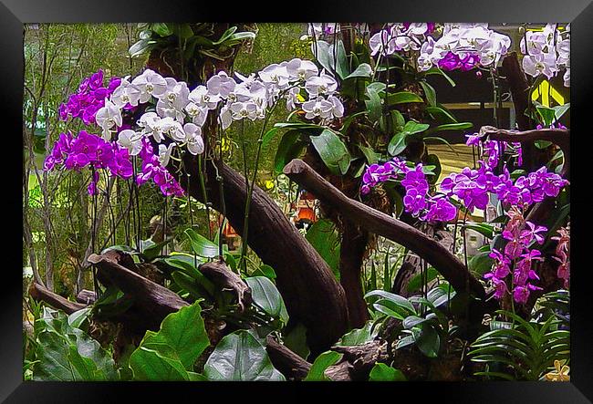 Orchid Display in Changi Airport Framed Print by colin chalkley