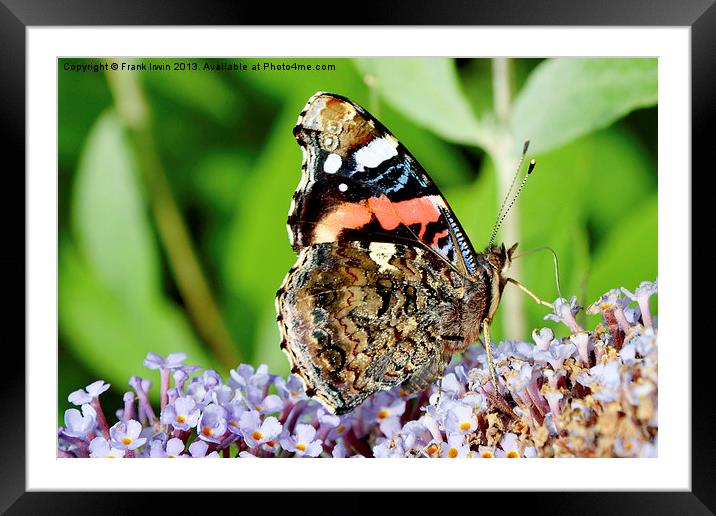 The beautiful Red Admiral butterfly Framed Mounted Print by Frank Irwin