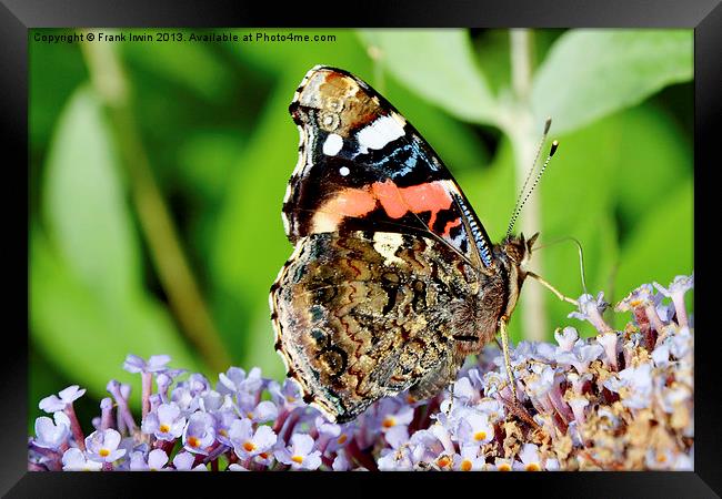 The beautiful Red Admiral butterfly Framed Print by Frank Irwin