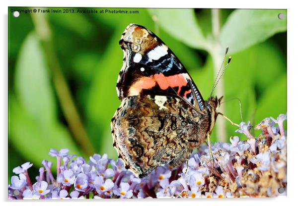 The beautiful Red Admiral butterfly Acrylic by Frank Irwin