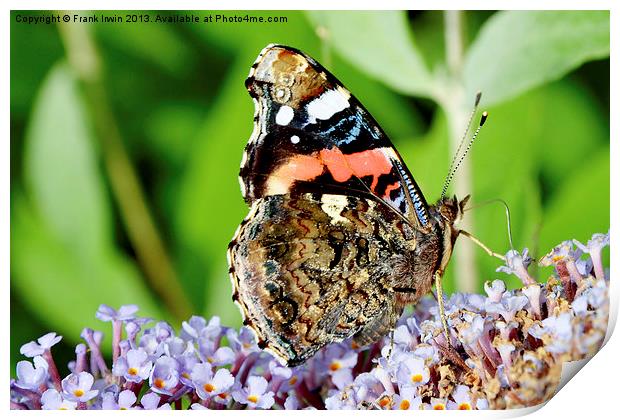 The beautiful Red Admiral butterfly Print by Frank Irwin
