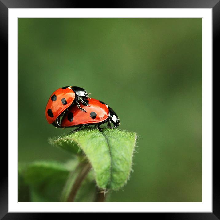 Ladybird tryst Framed Mounted Print by Vivienne Beck