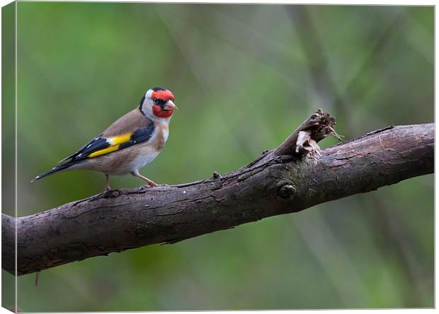 Goldfinch on a Branch Canvas Print by Philip Pound