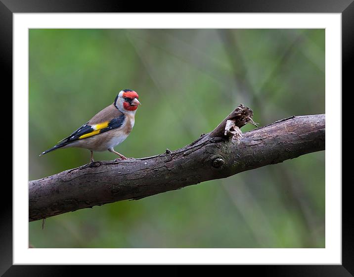 Goldfinch on a Branch Framed Mounted Print by Philip Pound