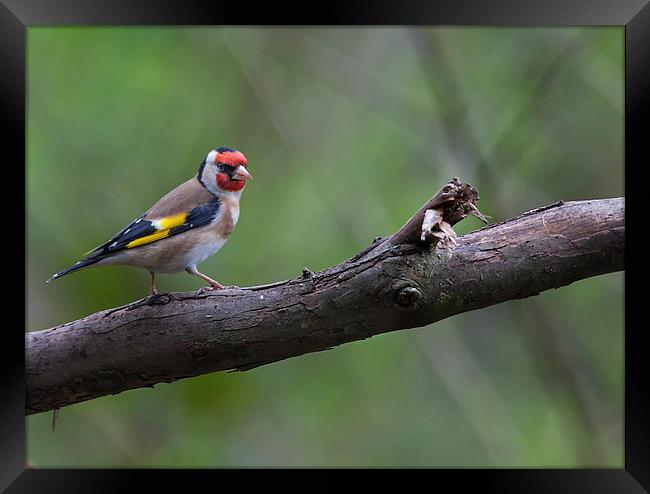 Goldfinch on a Branch Framed Print by Philip Pound