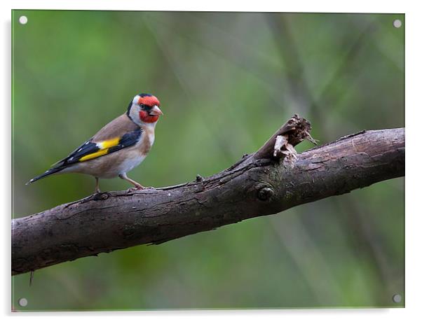 Goldfinch on a Branch Acrylic by Philip Pound