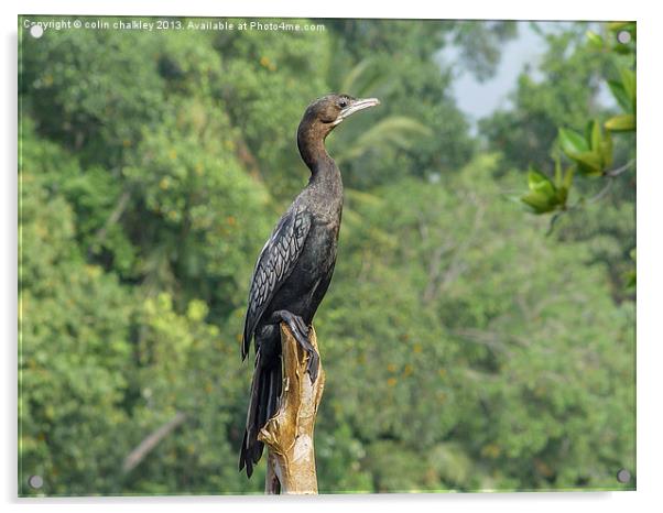 Little Cormorant - Sri Lanka Acrylic by colin chalkley