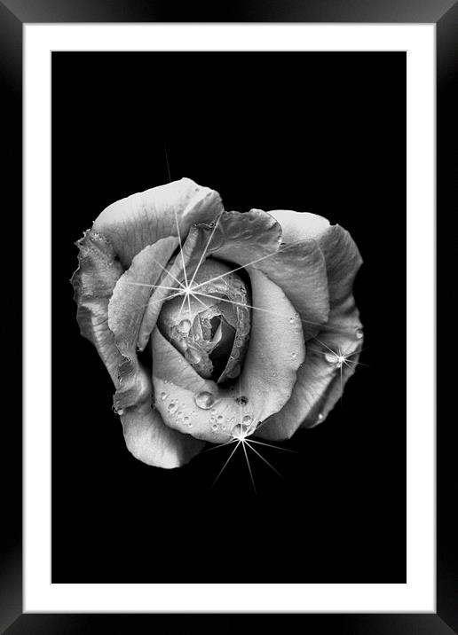 Rose White Framed Mounted Print by Doug McRae