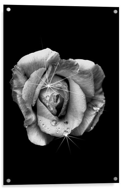 Rose White Acrylic by Doug McRae
