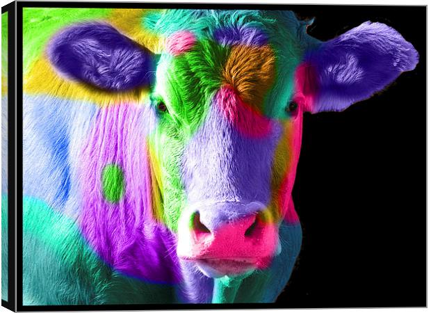 Colourful Cow Canvas Print by Michelle Orai