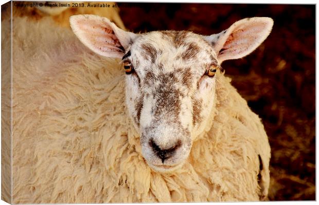 A ewe having just given birth Canvas Print by Frank Irwin