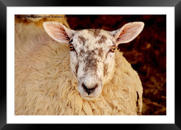 A ewe having just given birth Framed Mounted Print by Frank Irwin