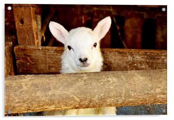 A New-born Baby Lamb Acrylic by Frank Irwin