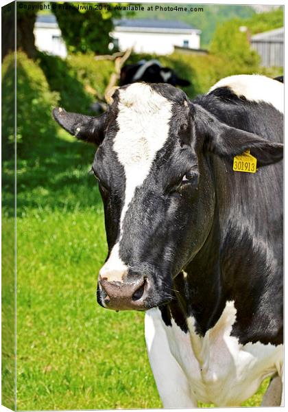 A Dairy Cow tagged for market. Canvas Print by Frank Irwin