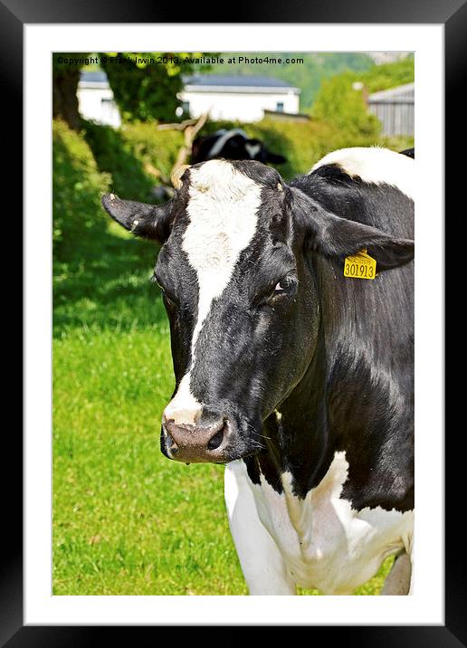 A Dairy Cow tagged for market. Framed Mounted Print by Frank Irwin