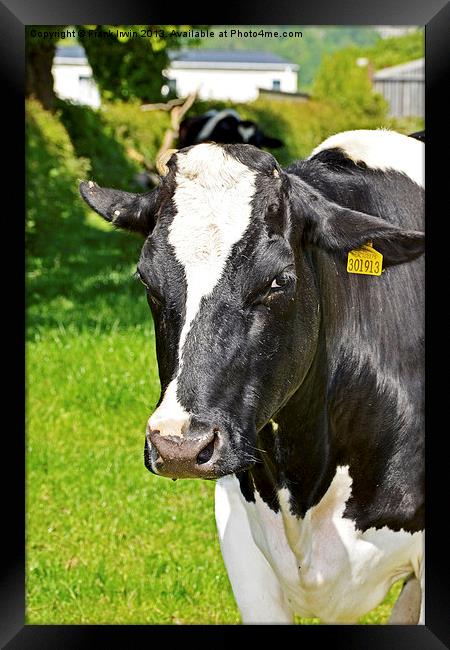 A Dairy Cow tagged for market. Framed Print by Frank Irwin