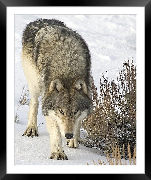 Gray Wolf Framed Mounted Print by Gary Beeler