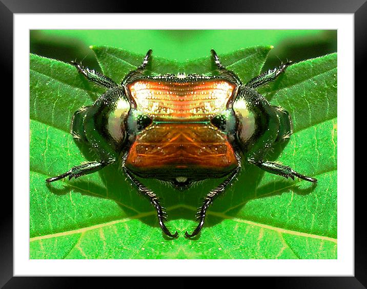 Rare Double Beetle Framed Mounted Print by james balzano, jr.