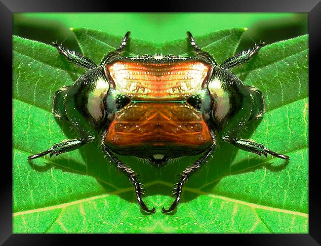 Rare Double Beetle Framed Print by james balzano, jr.