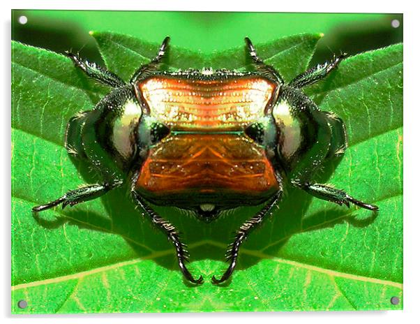 Rare Double Beetle Acrylic by james balzano, jr.