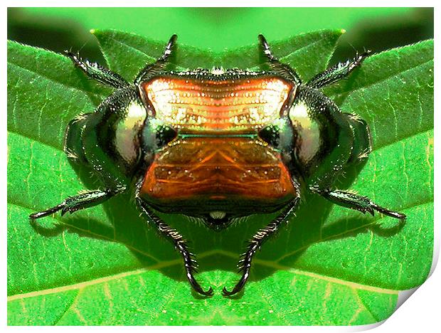 Rare Double Beetle Print by james balzano, jr.