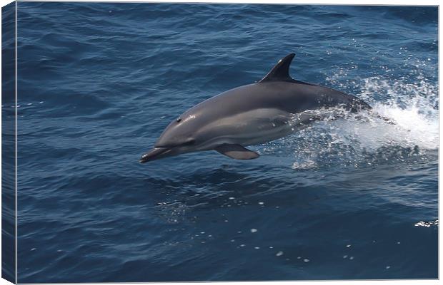 Common Dolphin Canvas Print by Mike Snelle