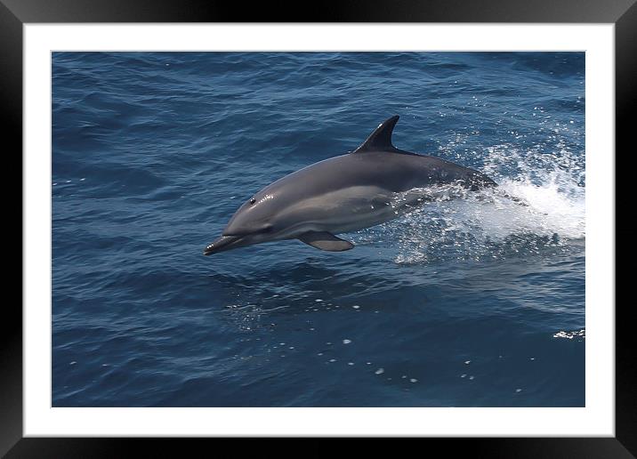 Common Dolphin Framed Mounted Print by Mike Snelle