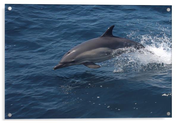 Common Dolphin Acrylic by Mike Snelle