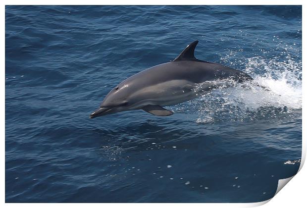Common Dolphin Print by Mike Snelle