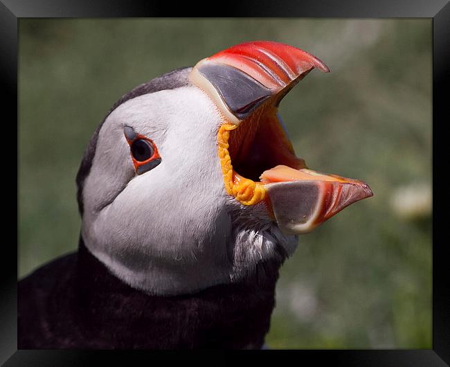 Puffin portrait Framed Print by Mike Snelle