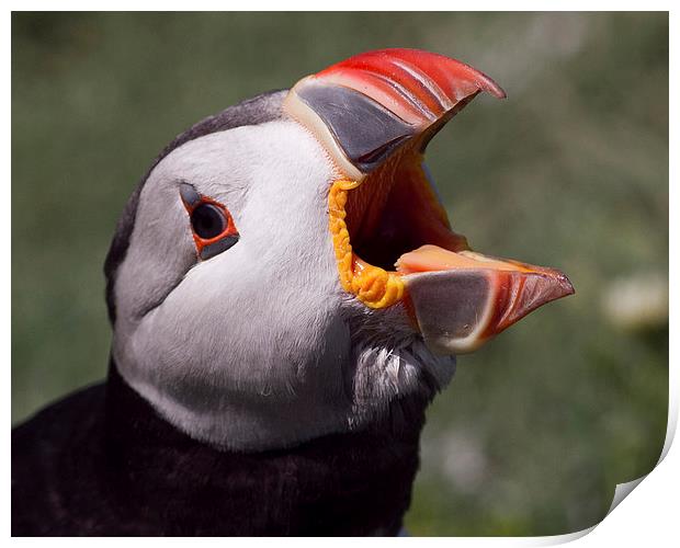 Puffin portrait Print by Mike Snelle